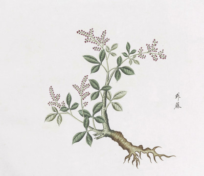 升麻中草药国画素材插画