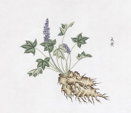 大黄中草药国画素材插画国画
