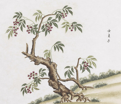 女贞子中草药国画素材插画国画