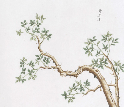 降真香中草药国画素材插画国画