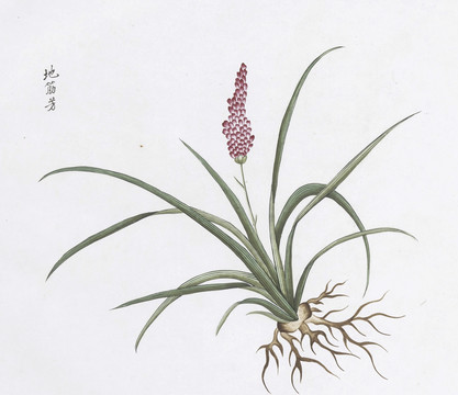 地筋芳中草药国画素材插画国画