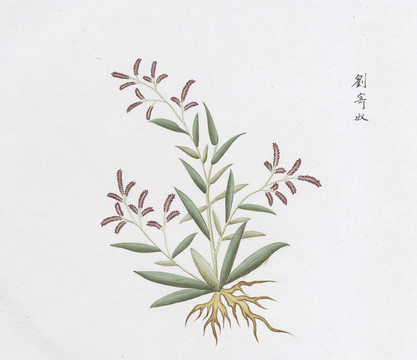 刘寄奴中草药国画素材插画国画