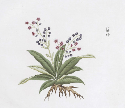 蔛荣中草药国画素材插画国画