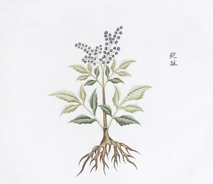 蛇床子中草药国画素材插画国画