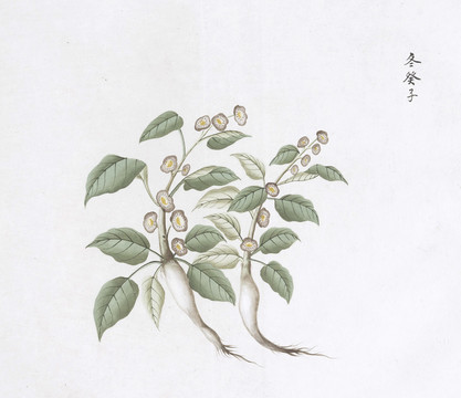 冬葵子中草药国画素材插画国画