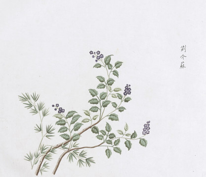 荆介苏中草药国画素材插画国画