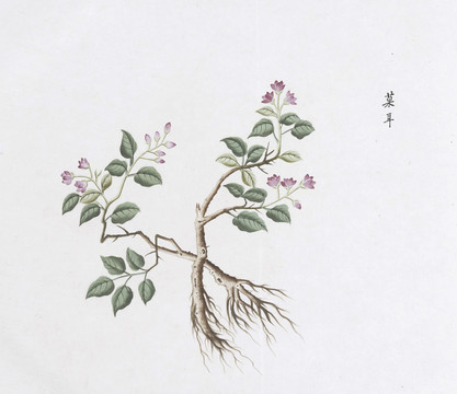 苍耳中草药国画素材插画国画