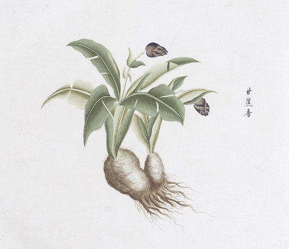 甘蕉香中草药国画素材插画国画