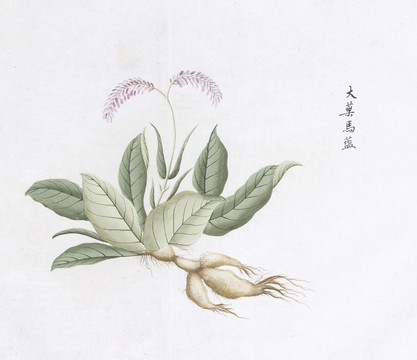 大叶马蓝中草药国画素材国画