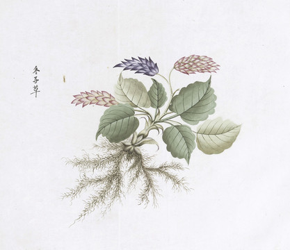 冬子草中草药国画素材插画国画