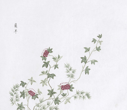 兰草中草药国画素材插画国画