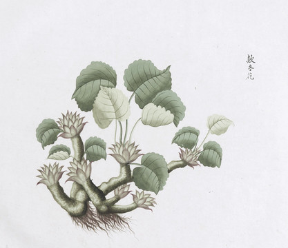 款冬花中草药国画素材插画国画