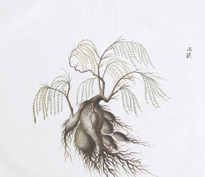 水藕中草药国画素材插画国画