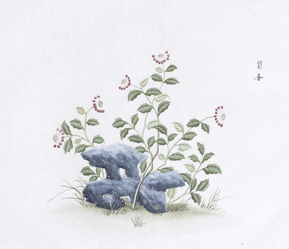 菊香中草药国画素材插画国画