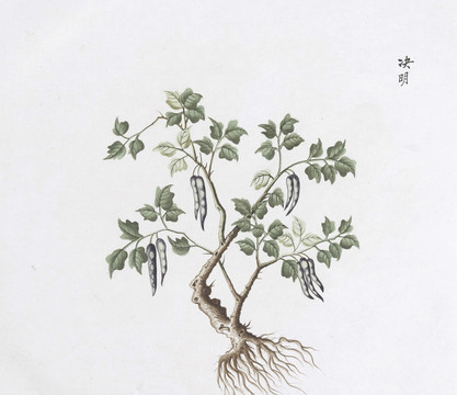 决明子中草药国画素材插画国画