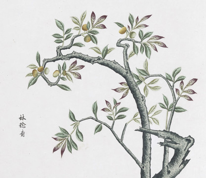林捻树中草药国画素材插画国画