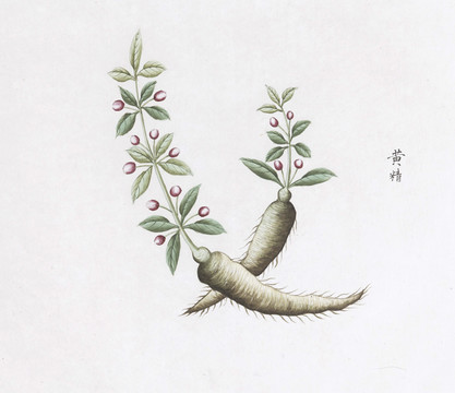 黄精中草药国画素材插画国画