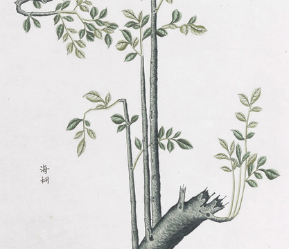 海桐中草药国画素材插画国画