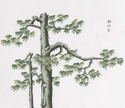 梧桐树中草药国画素材插画国画