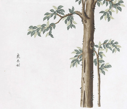 杕木树中草药国画素材插画国画