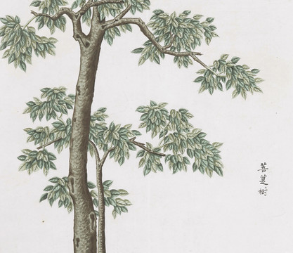 菩提树中草药国画素材插画国画