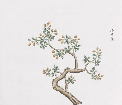 木半夏中草药国画素材插画国画