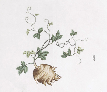 宜州中草药国画素材插画国画
