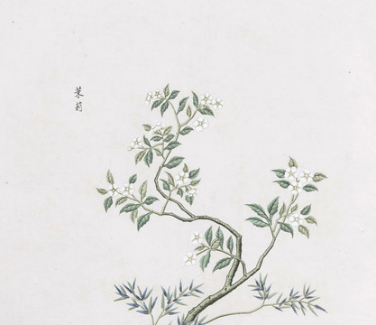 茉莉中草药国画素材插画国画