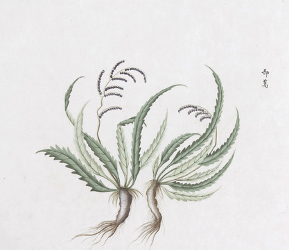 邪蒿中草药国画素材插画国画