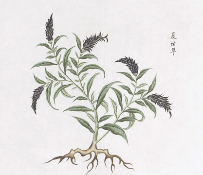 夏枯草中草药国画素材插画国画