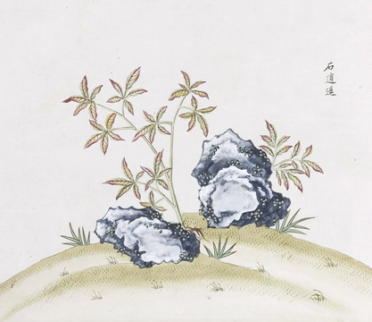 石逍遥中草药国画素材插画国画