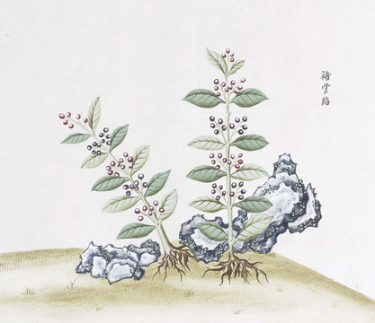 补骨脂中草药国画素材插画国画