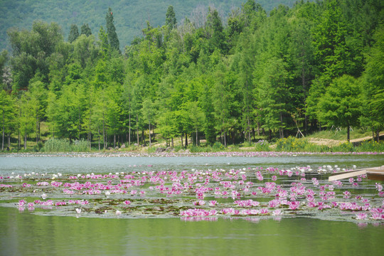 湖畔美景