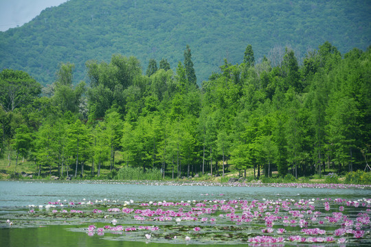 湖畔美景