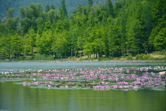 湖泊睡莲