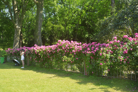 篱笆上的蔷薇花