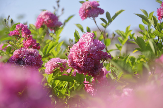 小清新蔷薇花