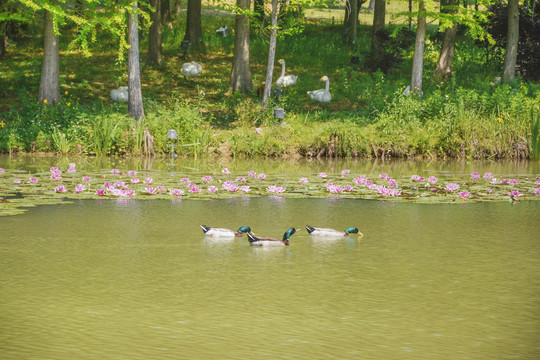 湖中绿头鸭