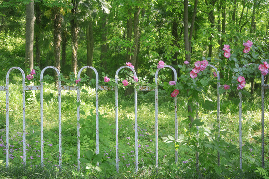 铁篱笆上的蔷薇花枝