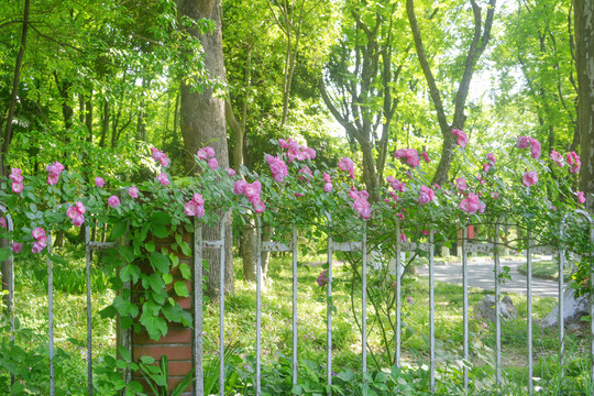 篱笆上的蔷薇花