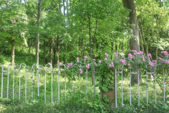 铁栅栏与蔷薇花枝
