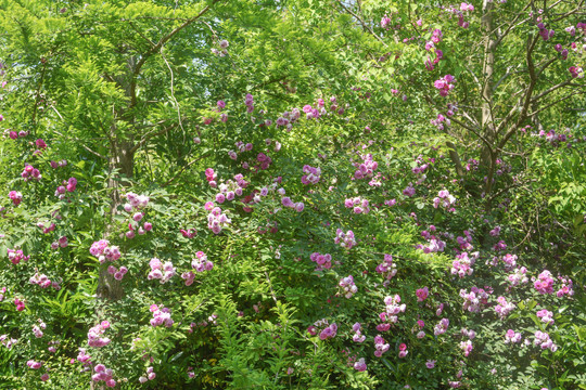 蔷薇花枝