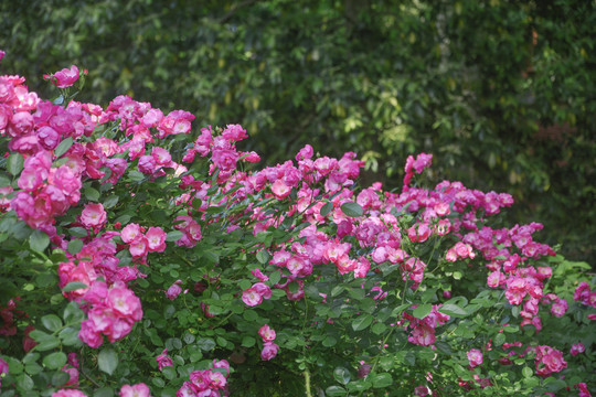 蔷薇花背景