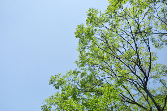 蓝天与清新树枝
