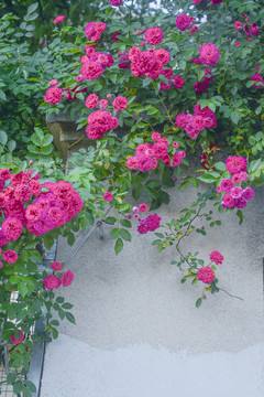 墙外的蔷薇花