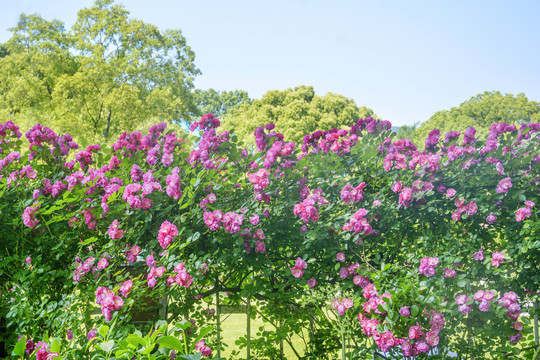 蔷薇花背景