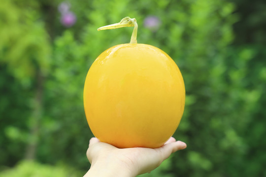 黄河蜜瓜黄金蜜瓜