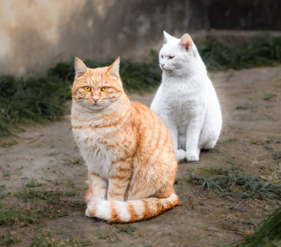 猫
