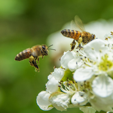 两只飞翔采蜜的蜜蜂与山楂花