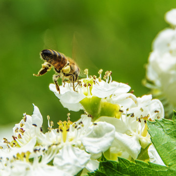 一只采蜜的蜜蜂落在山楂花上